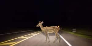 Safe Driving During Deer Season