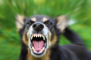 Can I Get Workers' Comp if a Dog Bites Me?